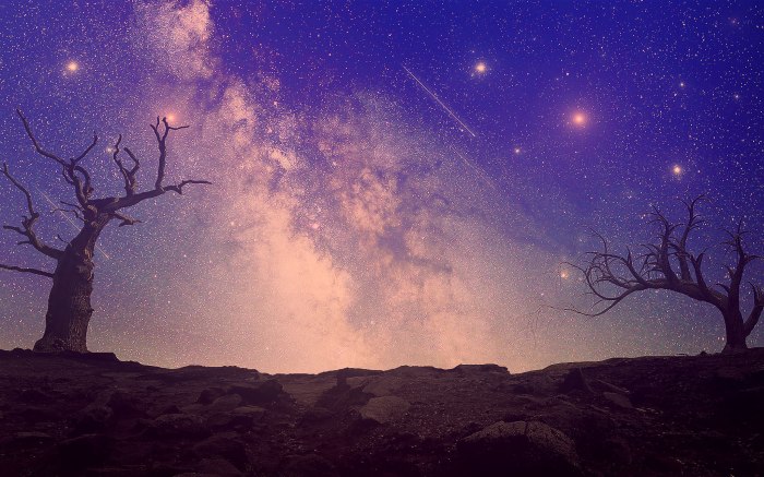 Сосна Milky way