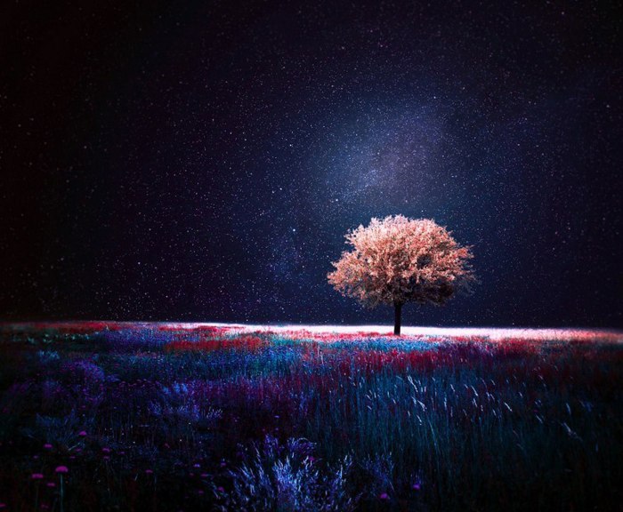 Сосна Milky way