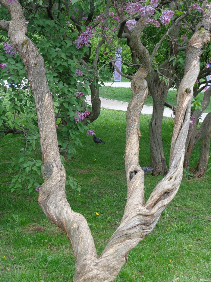 Кора сирени