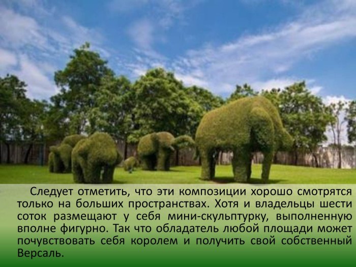 Самшит бересклет