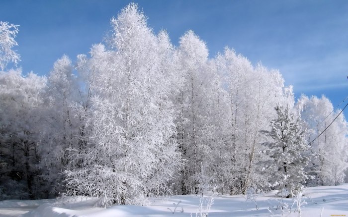 Зимний лес