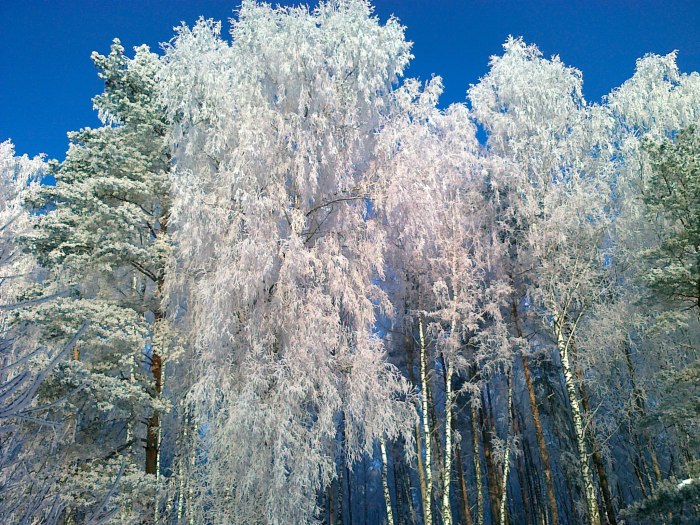 Зимний лес в инее