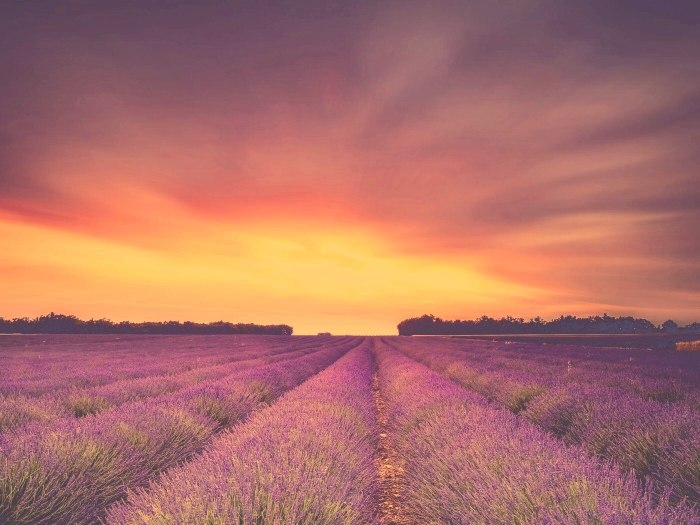 Фиолетовая природа