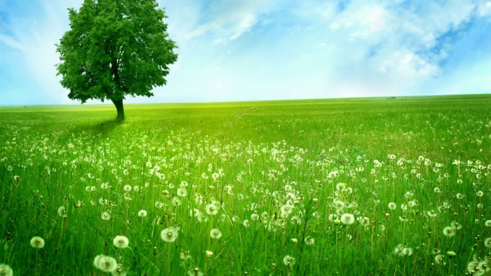 Природа поле