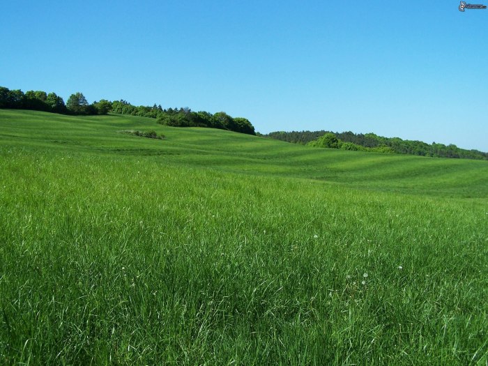 Зеленая равнина