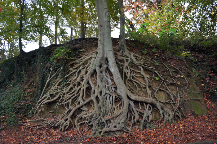 Корни поваленного дерева