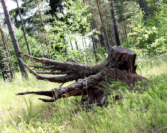 Старая коряга