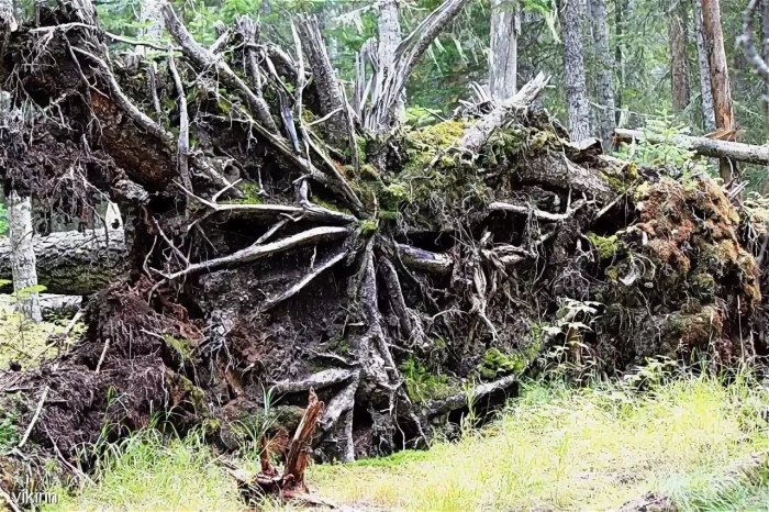 Корни деревьев зарисовки
