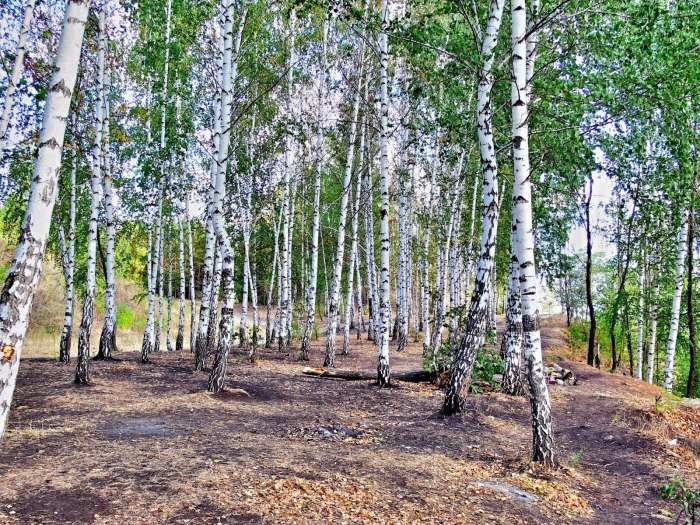 Березовая роща Тверь