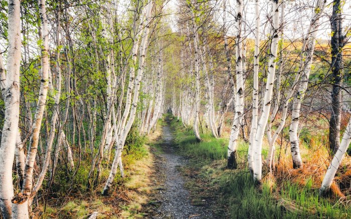 Березовая Карамзинская роща