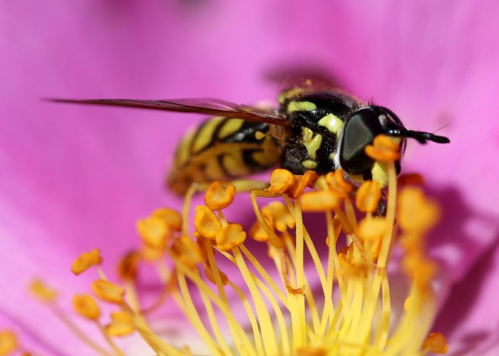 Wasp Шмель