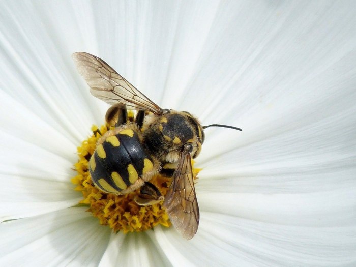 Dolichovespula Sylvestris