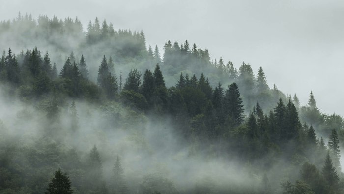 Туманная река