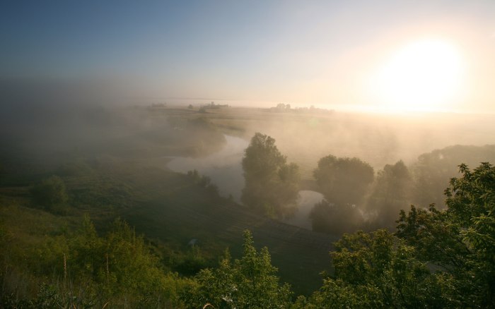 Лес в тумане