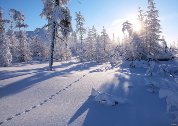 Нижневартовск Тайга зима