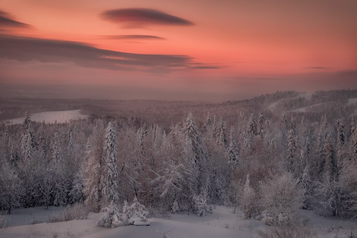 Тайга Хабаровск зимой