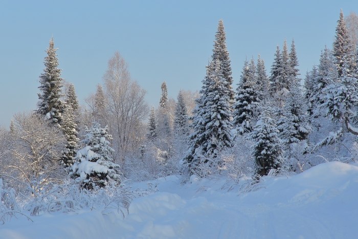 Заснеженная Тайга