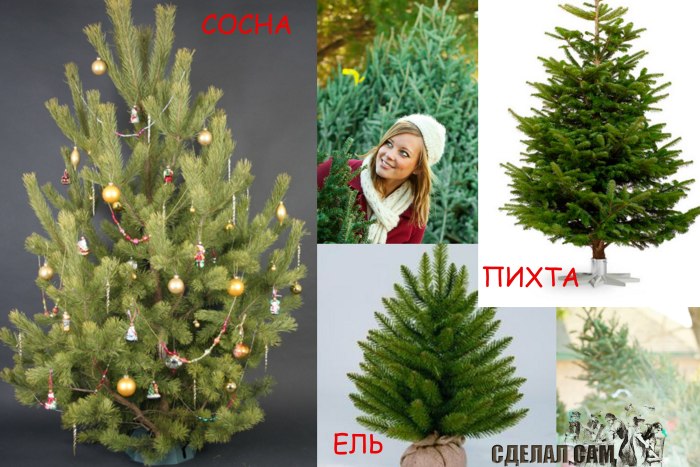 Елка пихта