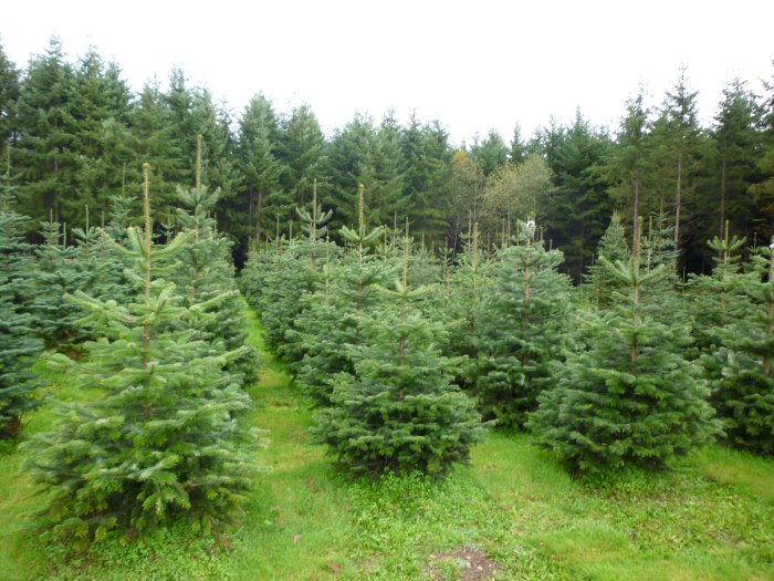 Abies Koreana