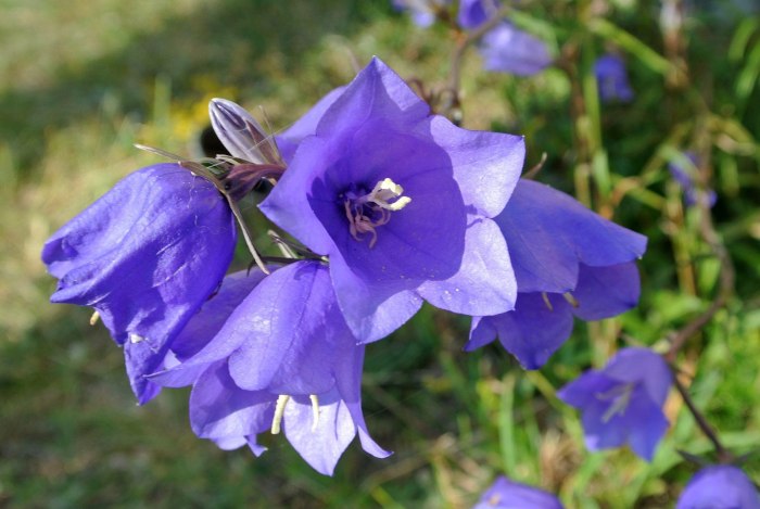Колокольчик персиколистный (Campanula persicifolia l.)