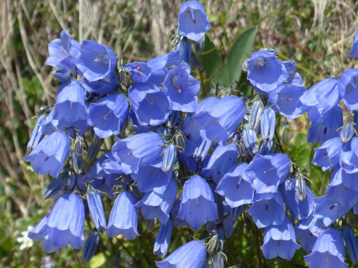 Колокольчик Campanula