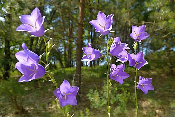 Колокольчик льнолистный