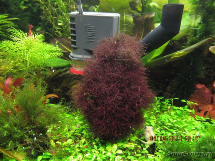 Мох калоглосса