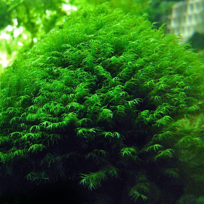 Taiwan Moss — Taxiphyllum alternans