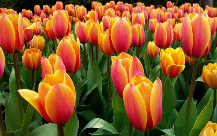 Тюльпан Tulipa