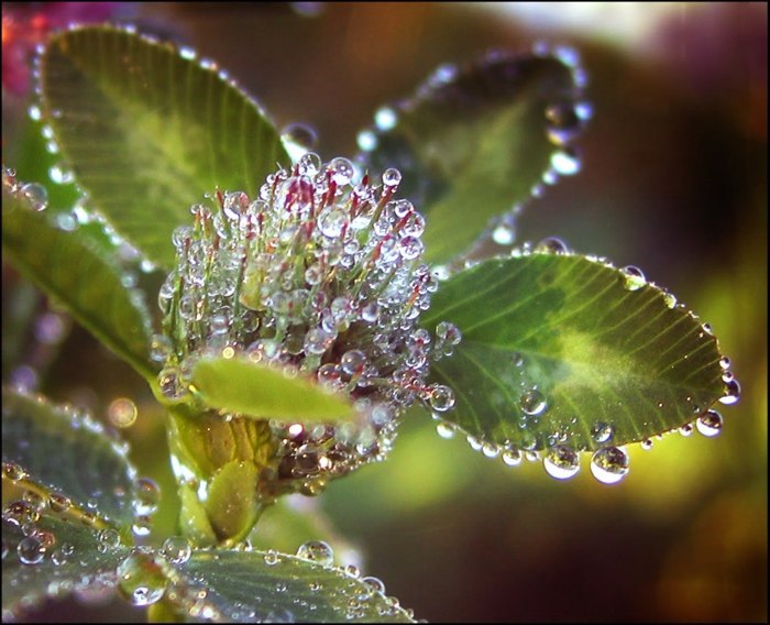 Капель воды