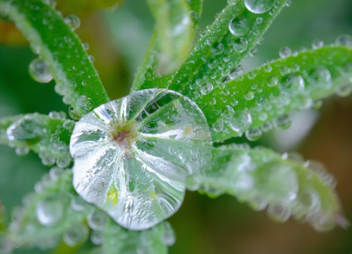 Роса на траве