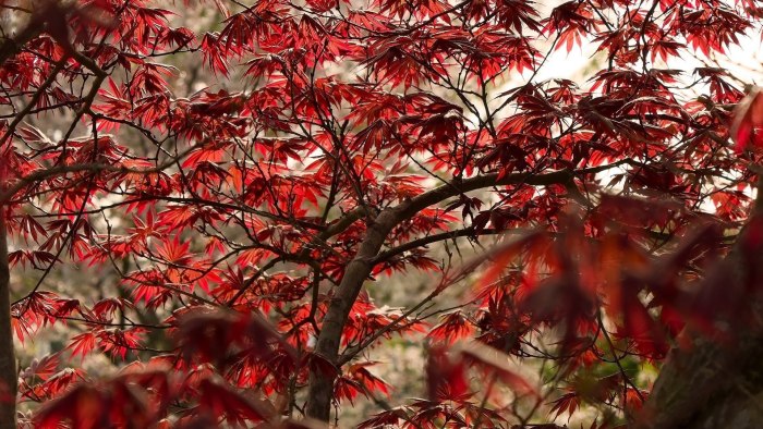 Красный канадский клен