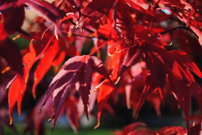 Лист японского клена красный