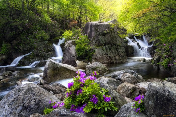 Природа водопад цветы