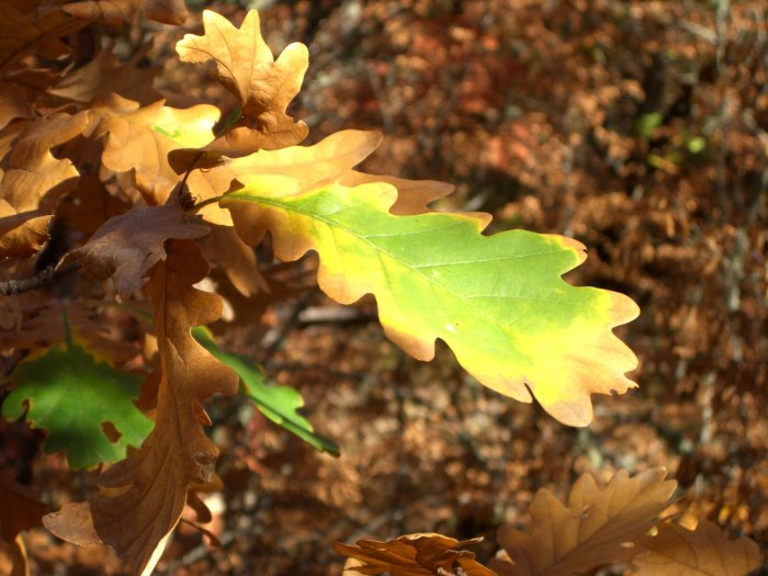 Дуб черешчатый (Quercus Robur)