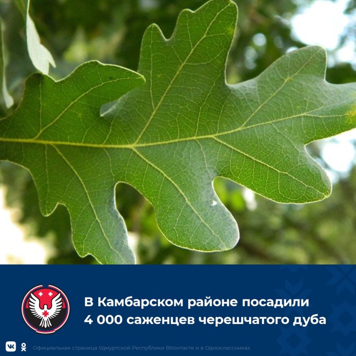 Берлинский дуб листья