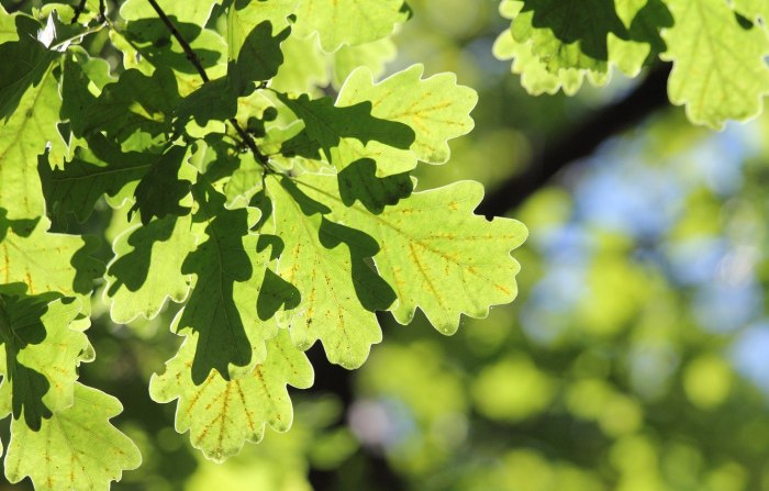 Quercus Robur осень