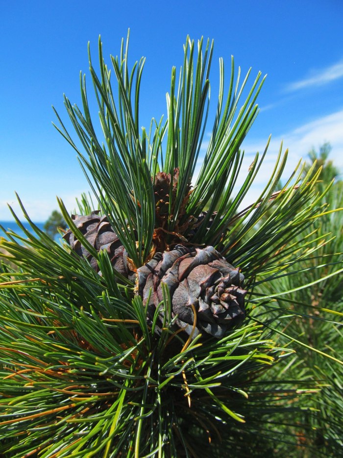 Сосна Кедровая Pinus sibirica