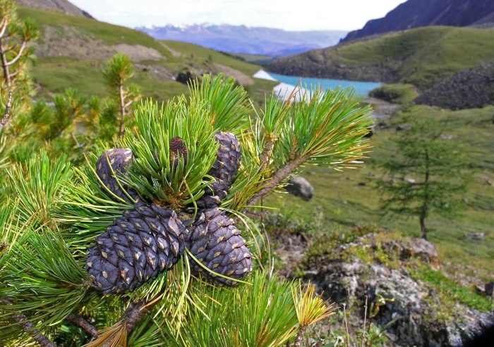 Кедр Сибирский Pinus sibirica