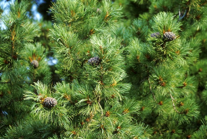 Кедр Сибирский Pinus sibirica