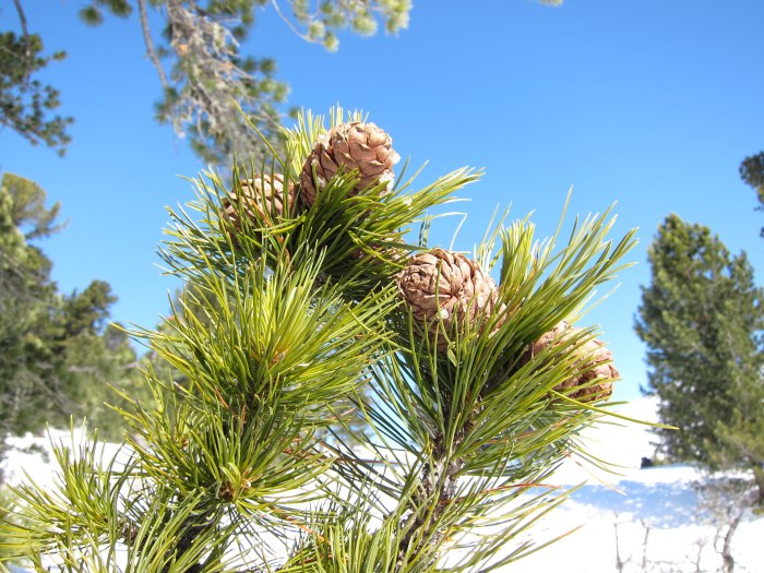 Сосна Кедровая Сибирская/Pinus sibirica