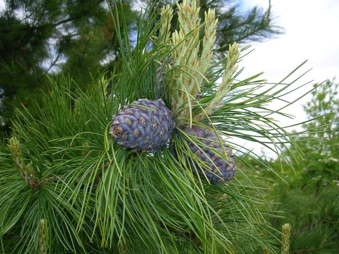 Кедр Гималайский Cedrus deodara