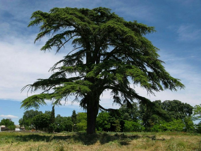 Pinus Cembra