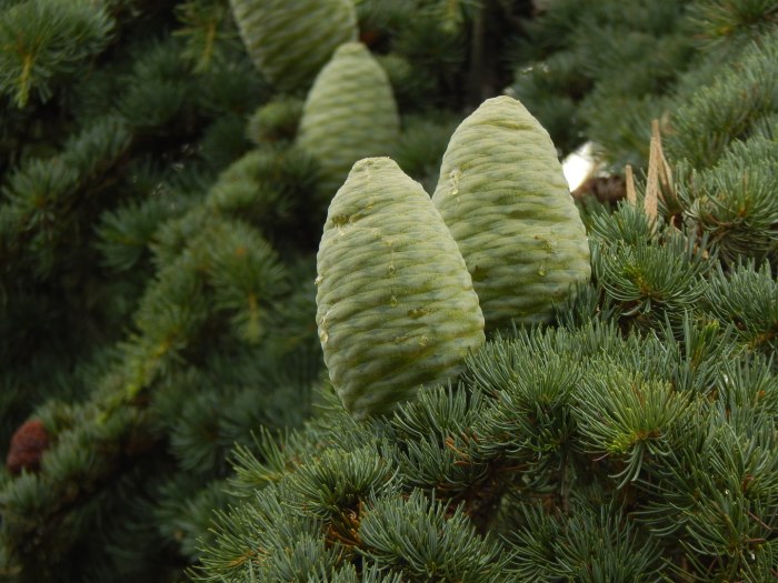 Сосна Кедровая Сибирская/Pinus sibirica