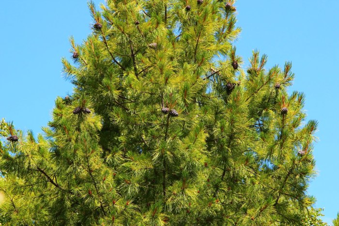 Кедр Сибирский Pinus sibirica