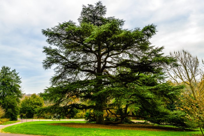 Род кедр (Cedrus)
