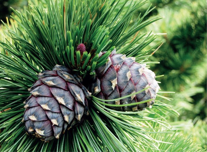 Кедр ливанский Cedrus libani