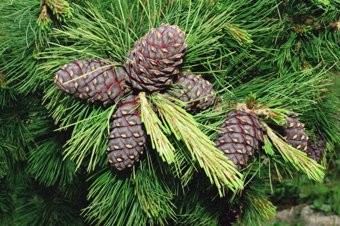 Кедр (Cedrus)