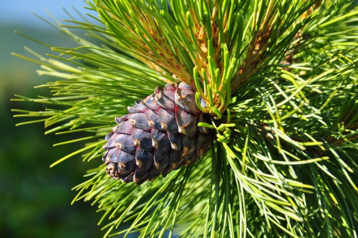 Кедр Сибирский сосна Сибирская Pinus sibirica
