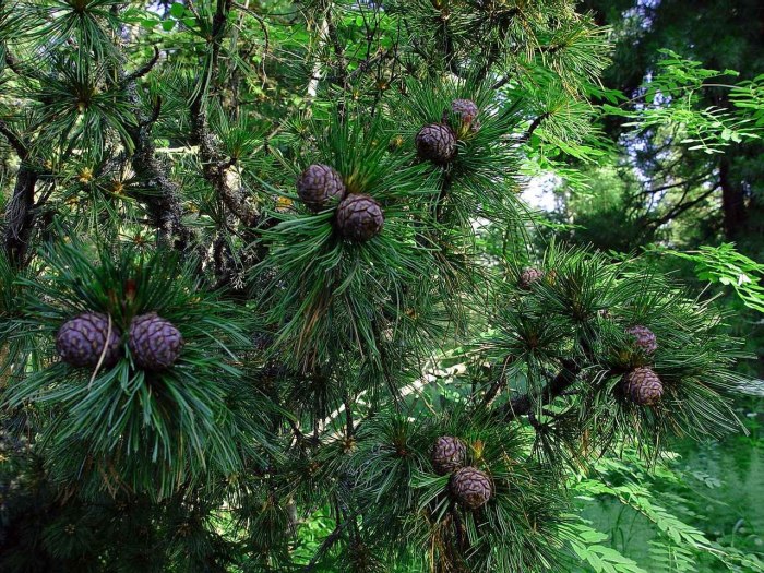 Сосна Кедровая Pinus sibirica